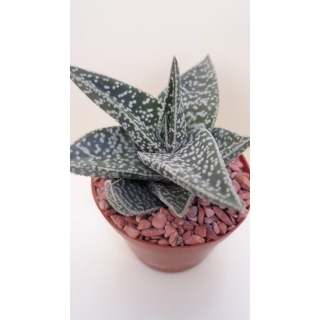 Gasteraloe ,Aveo,