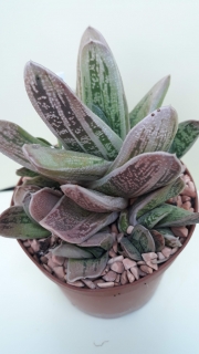 Gasteria ,Little warty,