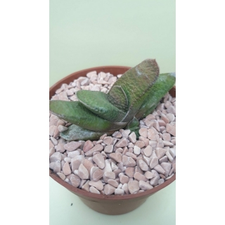 Gasteria armstrongii