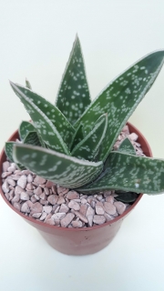 Gasteria bicolor