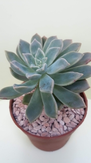 Graptopetalum paraguyense