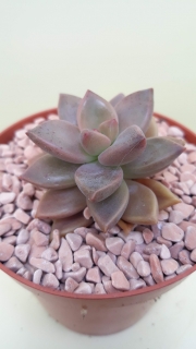 Graptosedum ,Bronze,