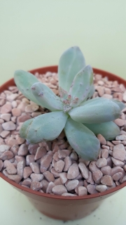 Graptosedum ,Francesco Baldi,