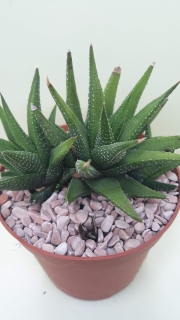 Haworthia angustifolia