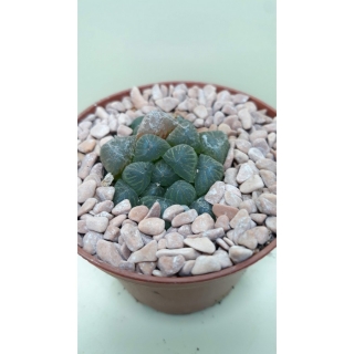 Haworthia cooperi