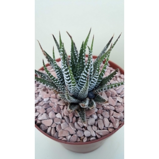 Haworthia fasciata