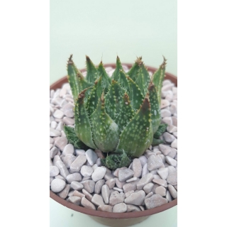 Haworthia guttata