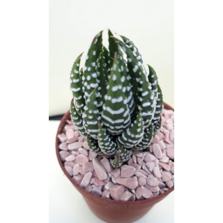 Haworthia reinwardtii