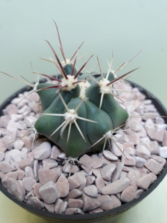 Ferocactus rectispinus