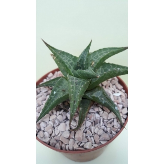 Haworthia tessellata