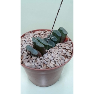 Haworthia truncata