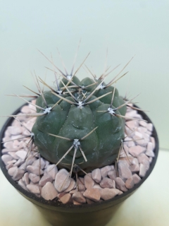 Gymnocalycium achirasense