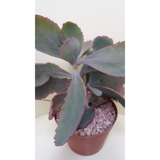 Kalanchoe fedtschenkoi