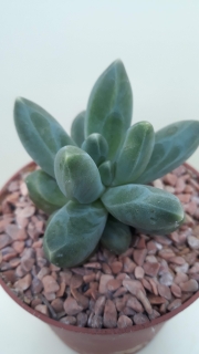 Pachyphytum compactum