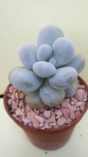 Pachyphytum oviferum