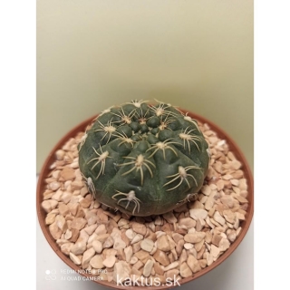 Gymnocalycium baldianum