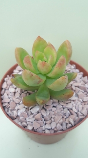 Sedum adolphii