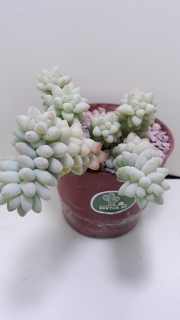 Sedum burito