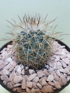 Gymnocalycium beguinii