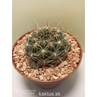 Gymnocalycium bruchii