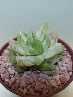 Haworthia cymbiformis variegata