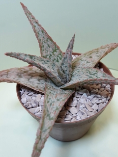 Aloe ,Pink Blush,