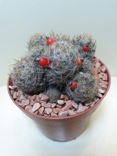 Mammillaria prolifera