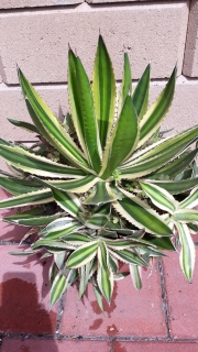 Agave lopantha quadricolor