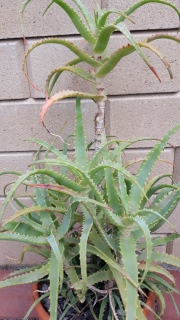 Aloe arborescens