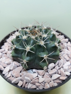 Gymnocalycium damsii v. multiprolifera