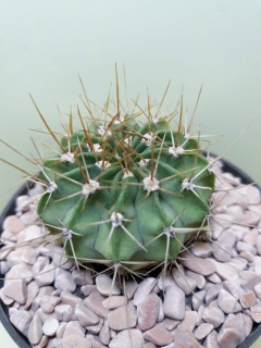 Acanthocalycium spiniflorum