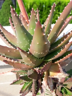 Aloe mitriformis