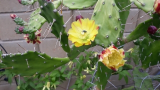 Opuntia brasiliensis - odrezok