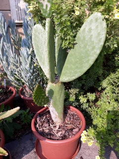 Opuntia ficus indica -odrezok