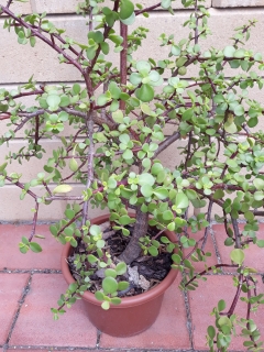 Portulacaria afra