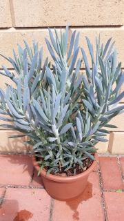 Senecio talinoides ssp.cylindricus