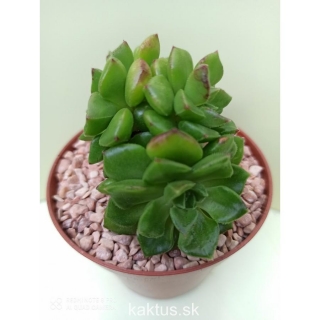 Sedum lucidum