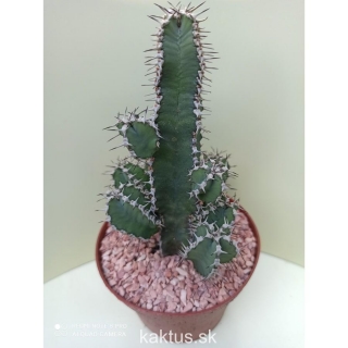 Euphorbia polyacantha