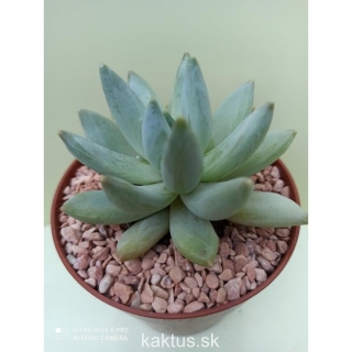 Pachyphytum hookeri