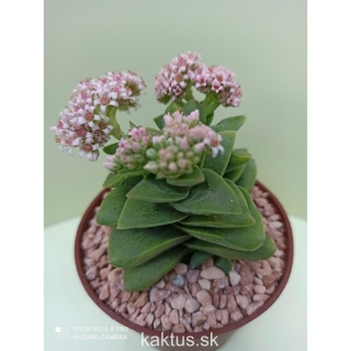 Crassula springtime