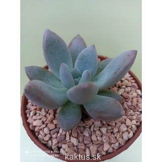 Echeveria Ice Crystal