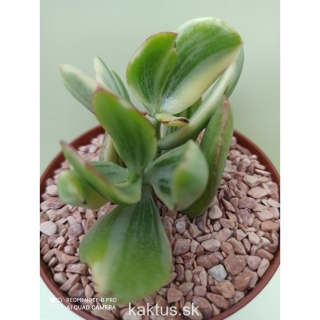 Crassula ovata variegata