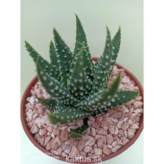 Haworthia Royal Albert