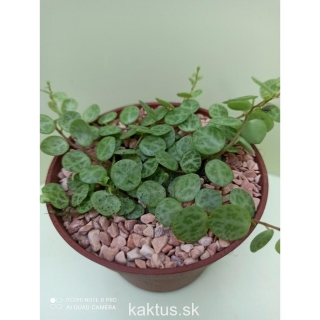 Peperomia prostrata