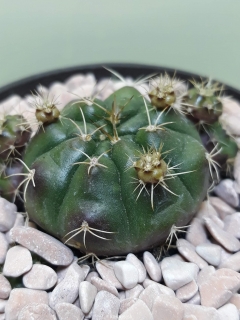 Gymnocalycium ritterianum