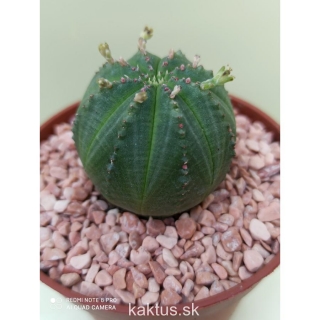 Euphorbia obesa 