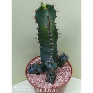 Euphorbia resinifera