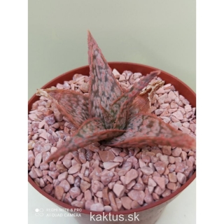 Aloe Pink Blush