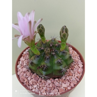 Gymnocalycium mihanovichii