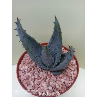 Aloe marlothii